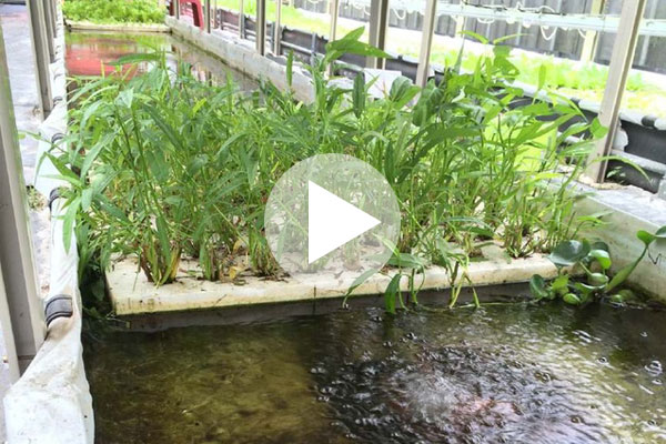 一種魚菜共生的水循環養殖模式介紹